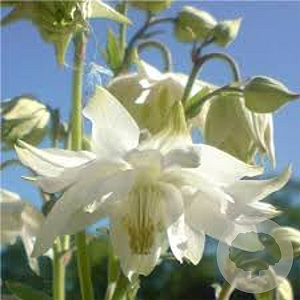 Aquilegia 'Green Apples' GM P9