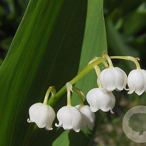 Convallaria maj. 'Doreen' GM P9