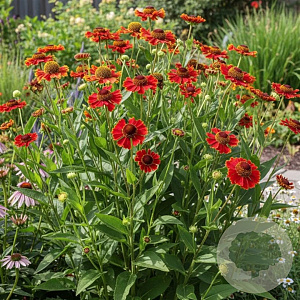 Helenium 'Poncho' GM P9