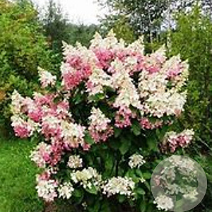 Hydrangea pan. Confetti GM 3,0L leverbaar