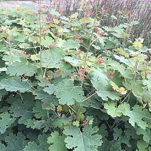 Macleaya m. 'Spetchley Ruby' GM P9