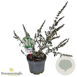 Buddleja 'White Ball' 30-40 cm 3,0L
