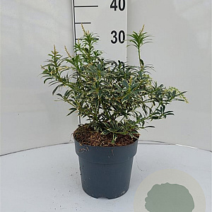 Pieris jap. 'Variegata' 20-30 cm 2,0L