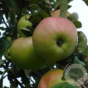 Malus domestica 'Ontarioappel' 12-14 cm draadkluit 50 cm stam 5 etages lage leivorm