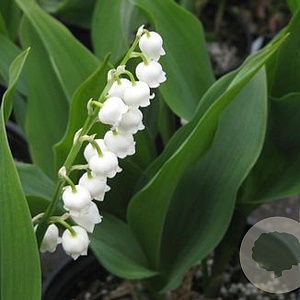 Convallaria maj. 'Bordeaux' GM P9