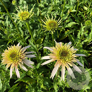 Echinacea p. Cherry Fluff GM P9