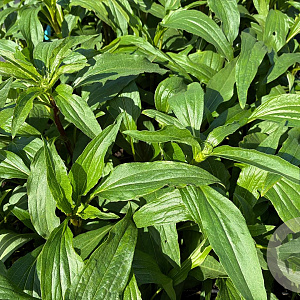 Echinacea p. 'Hot Papaya' GM P9