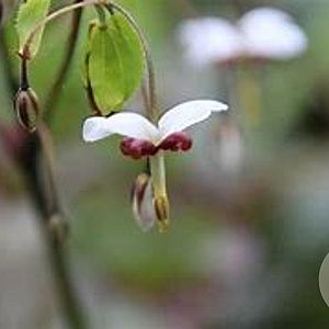Epimedium dolichostemon GM P9