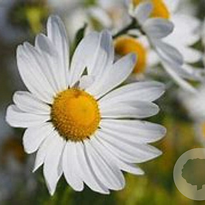 Leucanthemella ser. 'Herbststern' GM P9
