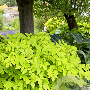 Aralia cordata 'Sun King' GM P9