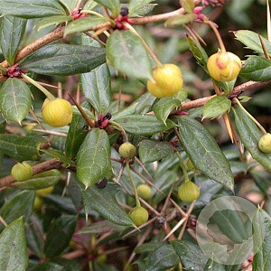 Berberis frikartii 'Telstar' 20-30 cm 2,5L