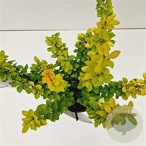 Berberis thunb. 'Maria' 25-30 cm 2,5L