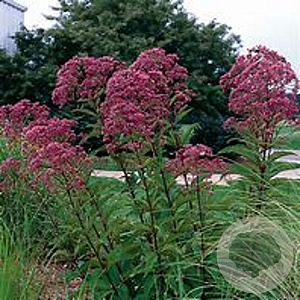 Eupatorium mac. 'Gateway' GM P9