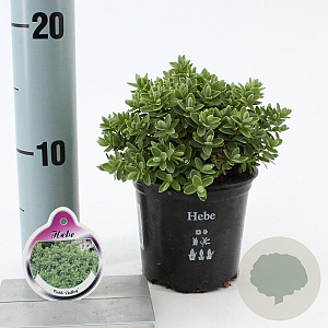 Hebe 'Cobb Valley' 10-15 cm C1