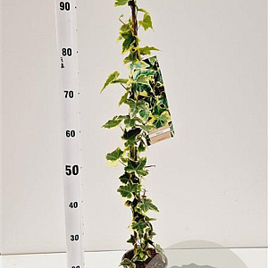 Hedera hel. 'Goldchild' 70-80 cm rozenpot 2L