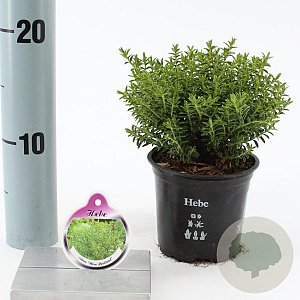 Hebe 'New Zealand' 10-15 cm C1