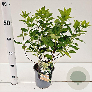Hydrangea pan. Dart's Little Dot 25-30 cm 2,5L