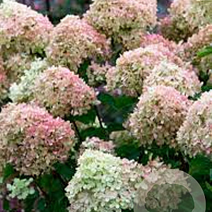 Hydrangea pan. 'Jane' 20-30 cm 3,0L