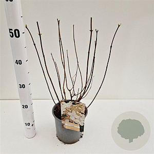 Hydrangea pan. 'Levana' 40-50 cm 2,5L