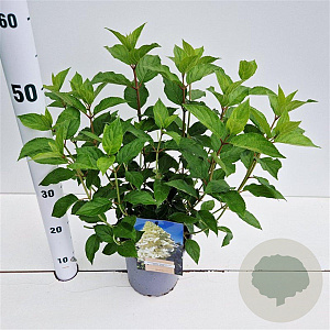 Hydrangea pan. 'Polar Bear' 30-40 cm 2,5L