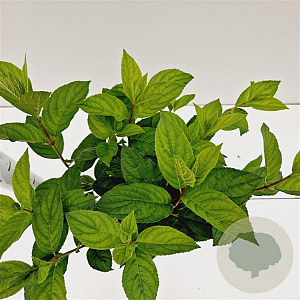 Hydrangea pan. 'Tardiva' 40-50 cm 2,5L