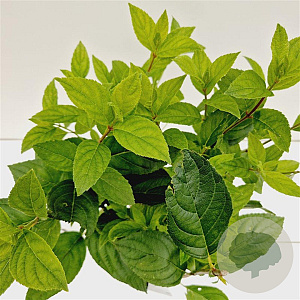 Hydrangea pan. 'Unique' 40-50 cm 2,5L
