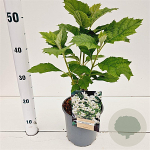 Hydrangea querc. 'Black Porch' 30-40 cm 2,5L