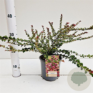 Lonicera nit. 'Red Tips' 20-30 cm C1.5
