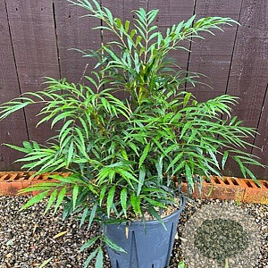 Mahonia confusa 'Nara-hiri' 20-30 cm 2,5L