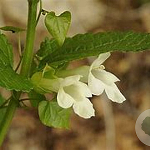 Melittis m. 'Alba' GM P9