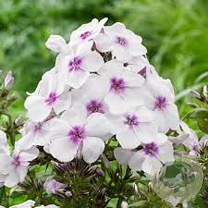 Phlox (P) Famous White Eye GM P9