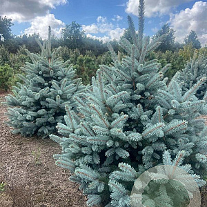 Picea pungens 'Baby Blue' 40-50 cm met kluit