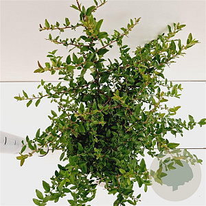 Pyracantha cocc. 'Red Cushion' 25-30 cm 2,5L
