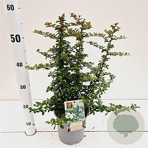 Pyracantha 'Teton' 25-30 cm 2,5L