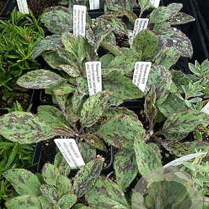Hieracium maculatum 'Leopard' GM P9 BIO