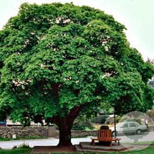 Acer cappadocicum 250-300 cm draadkluit struik 175-200 diameter