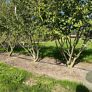 Prunus incisa 'Yamadei' 150-175 cm draadkluit meerstammig