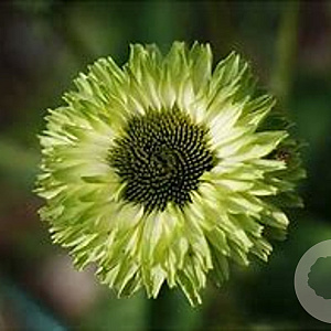 Echinacea Sunseekers Apple Green GM P9