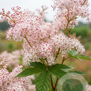 Filipendula purpurea 'Alba' GM P9
