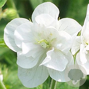 Geranium pr. 'Laura' GM P9