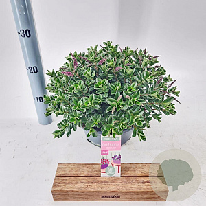 Hebe Hebepetita Pink 15 cm 5,0L compact
