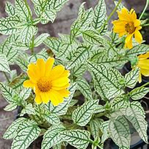 Heliopsis h. Loraine Sunshine GM P9