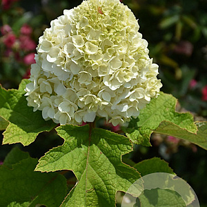 Hydrangea querc. Gatsby Moon GM 3,0L leverbaar