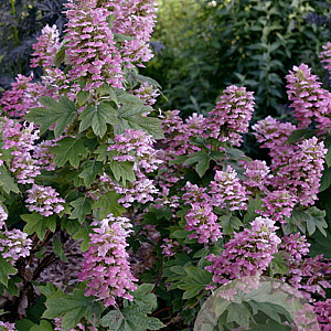 Hydrangea querc. Gatsby Pink GM 3,0L leverbaar