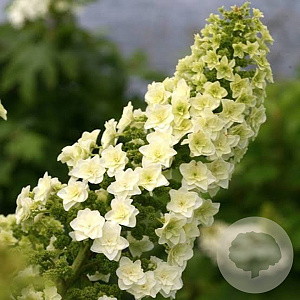 Hydrangea querc. Gatsby Star GM 3,0L leverbaar