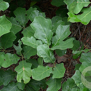 Quercus ilicifolia 12-14 HO draadkluit
