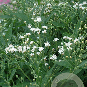 Vernonia novebor. 'White Lightning' GM P9