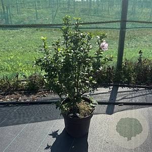 Hibiscus hamabo 80-100 cm 13L