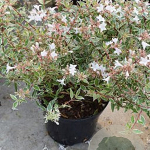 Abelia grandifl. Confetti 20-25 cm 2,0L