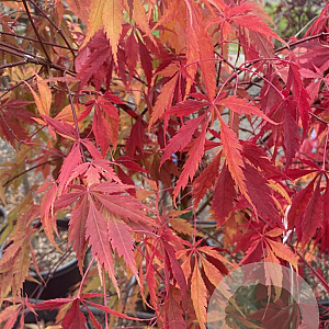 Acer pal. 'Elegans' 250-300 cm cont. 180L